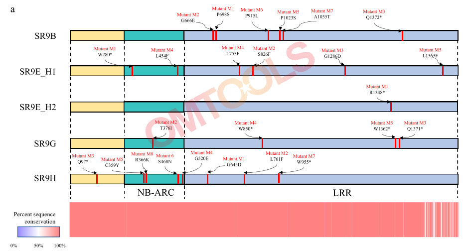 SR9基因座的预测蛋白质组成