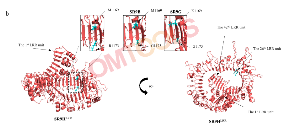 来自AlphaFold2全长蛋白预测的SR9H的LRR区域的结构突出了第26个LRR单元中的两个多态性aa位点