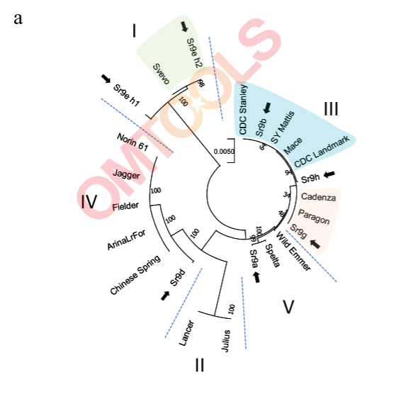 小麦2B染色体SR9位点泛基因组的NLR单倍型分析a使用不同功能性SR9等位基因（黑色箭头）的基因组序列和测序小麦基因组中最接近的同源物进行系统发生分组