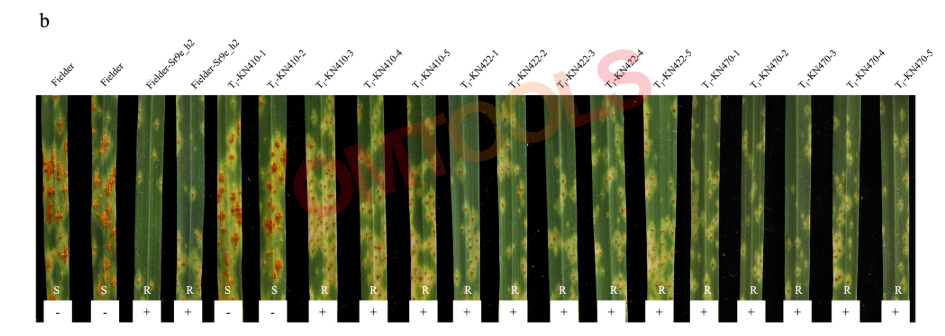 Sr9 h和Sr9e_h2.a Sr9 h候选物的转基因互补在转移到易感六倍体小麦品系Fielder中时赋予抗性